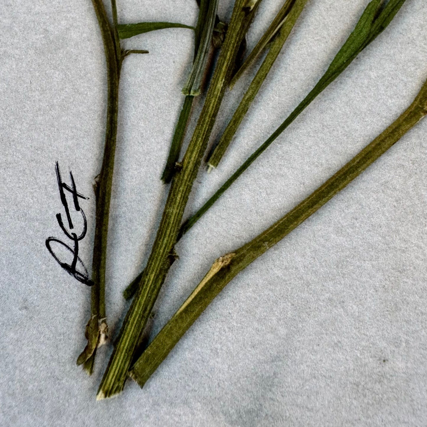 Pressed Flowers | Wildflower Bouquet Print