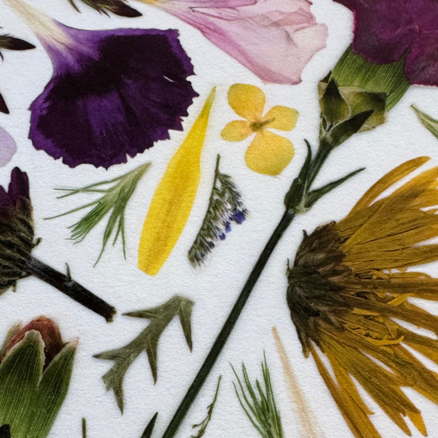 Pressed Flowers | Abstract Composition Print