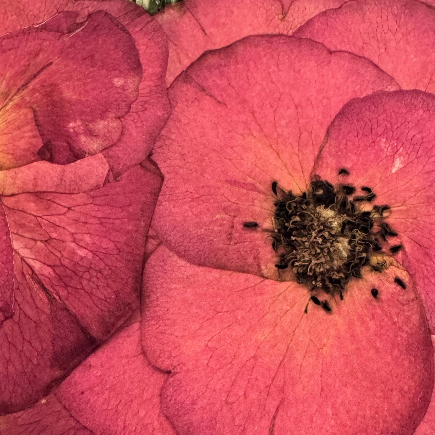 Pressed Flowers | Rose Bouquet Print