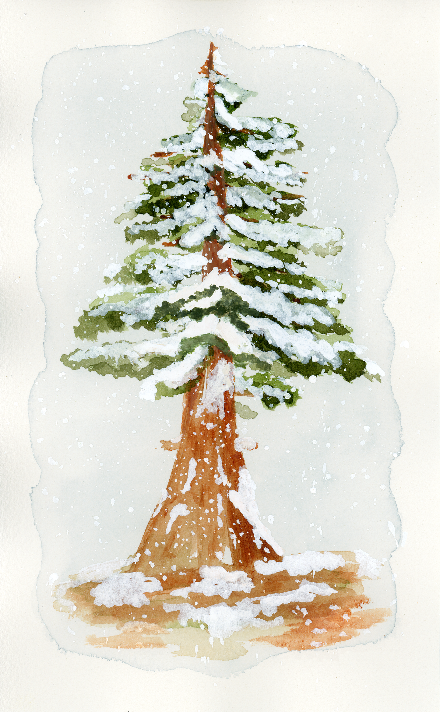 Winter Sequoia Print